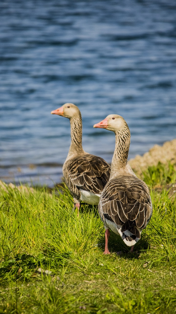 birds nature animals free photo