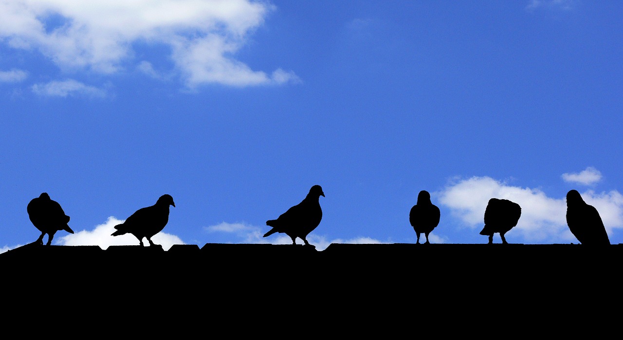 birds pigeons roof free photo