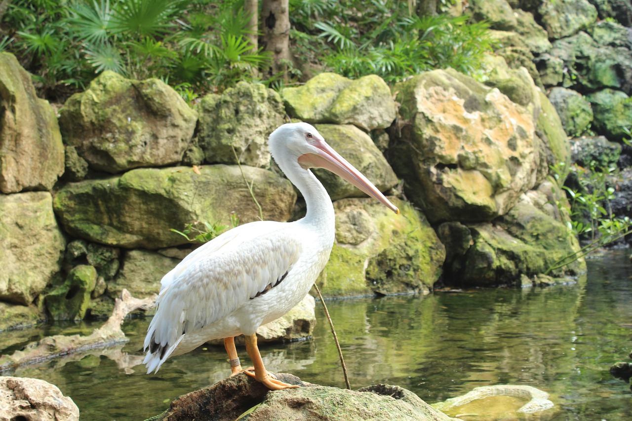 birds pelicans life free photo