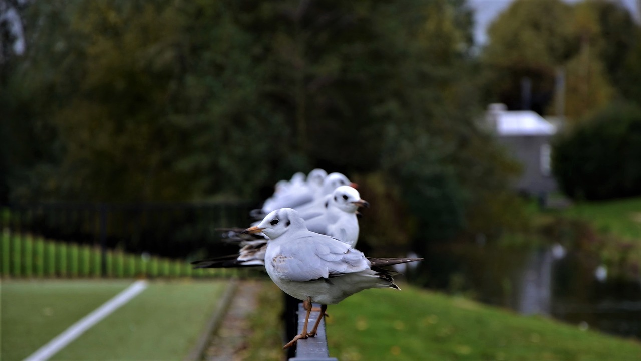 birds morning nature free photo