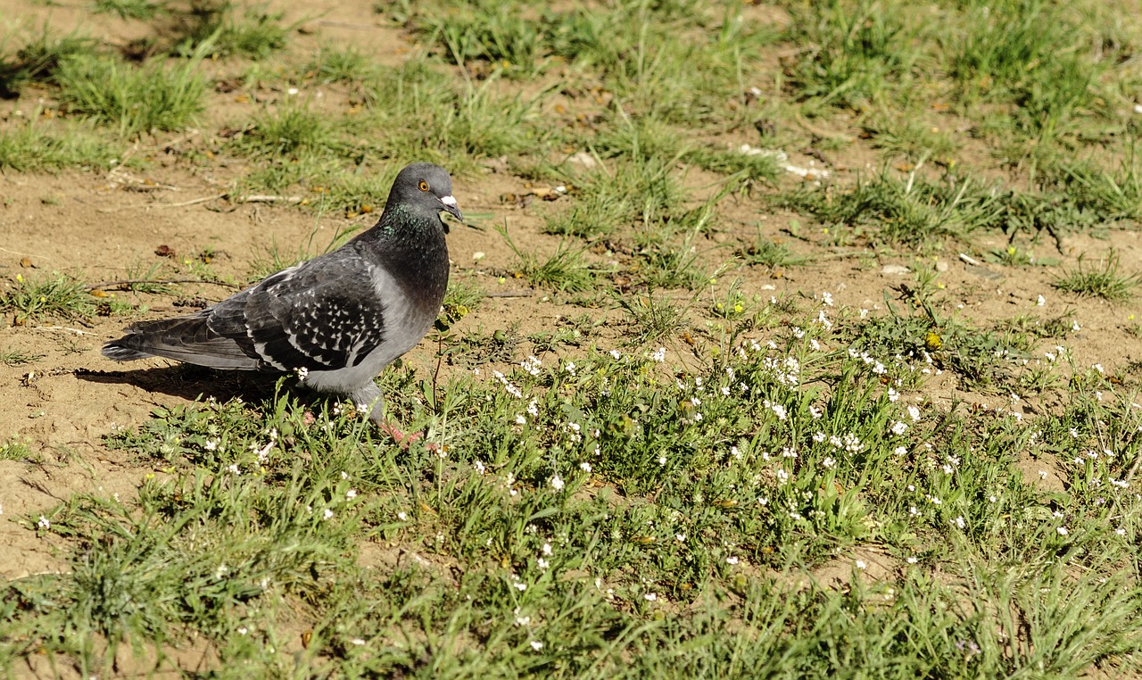 birds pigeons bird free photo