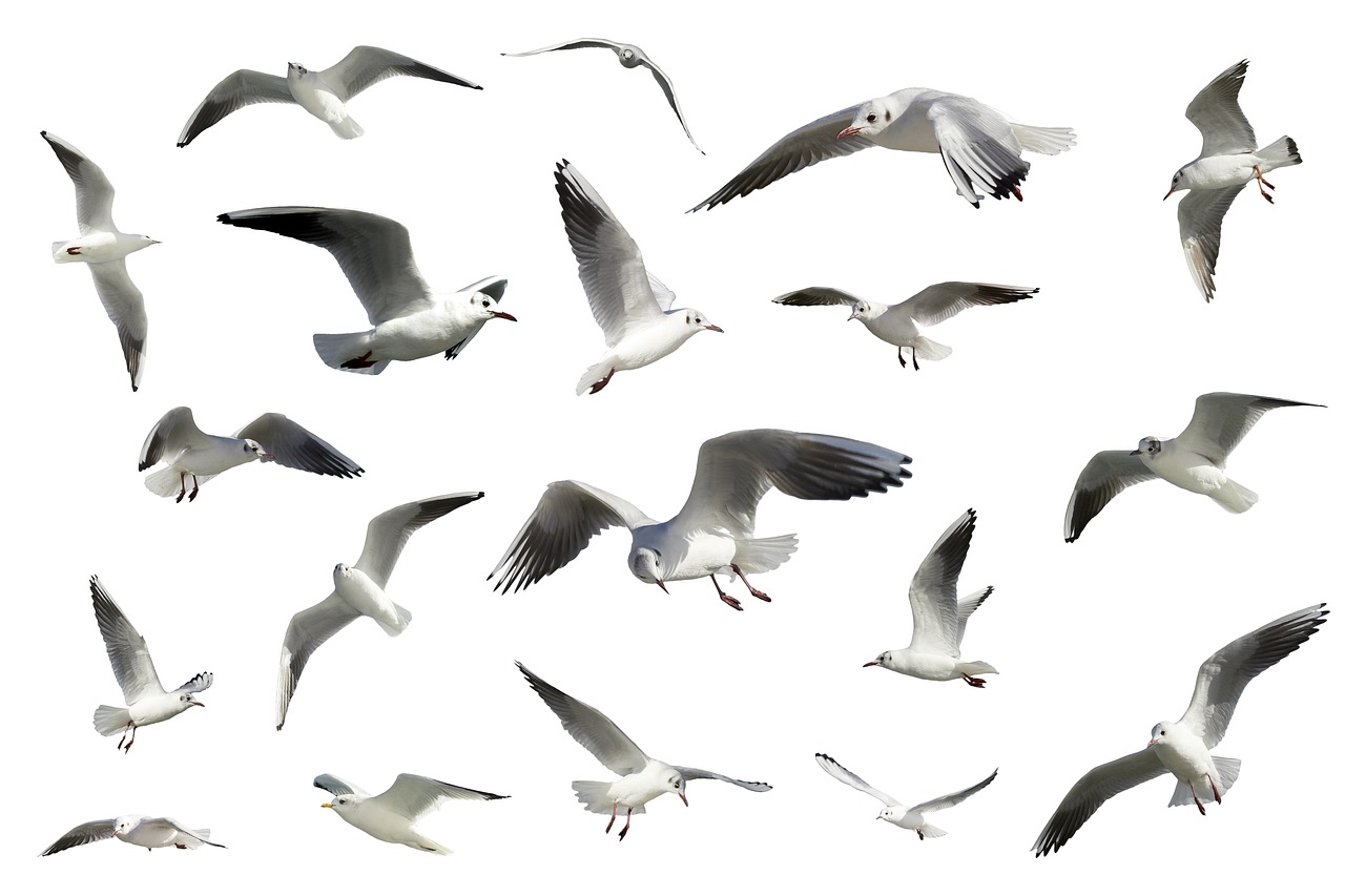 birds seagulls seabirds free photo