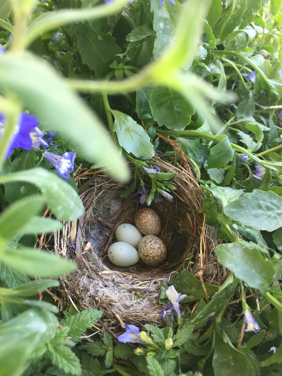 birds nest spring free photo