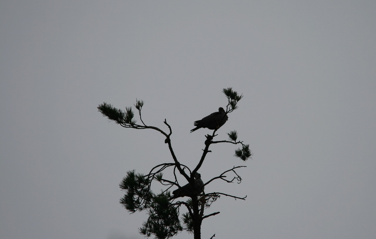 birds perched treetop free photo