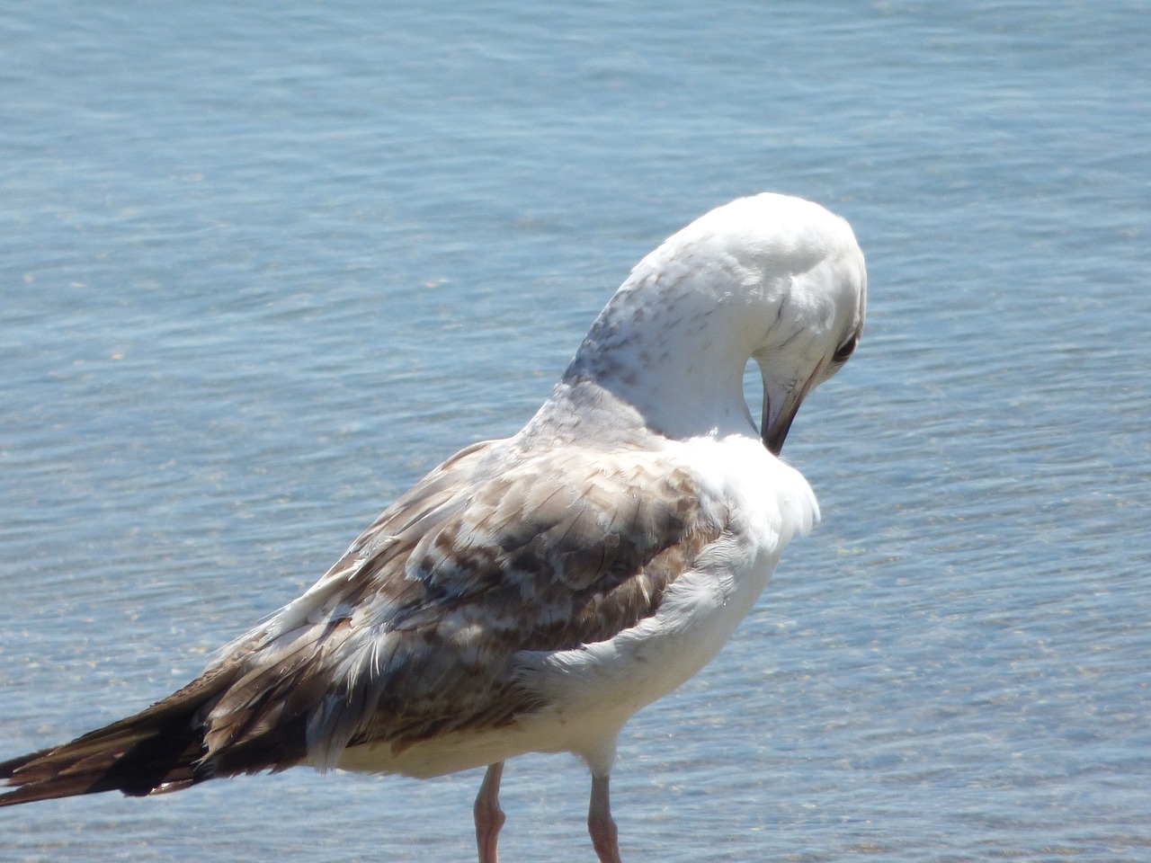 birds sea life free photo