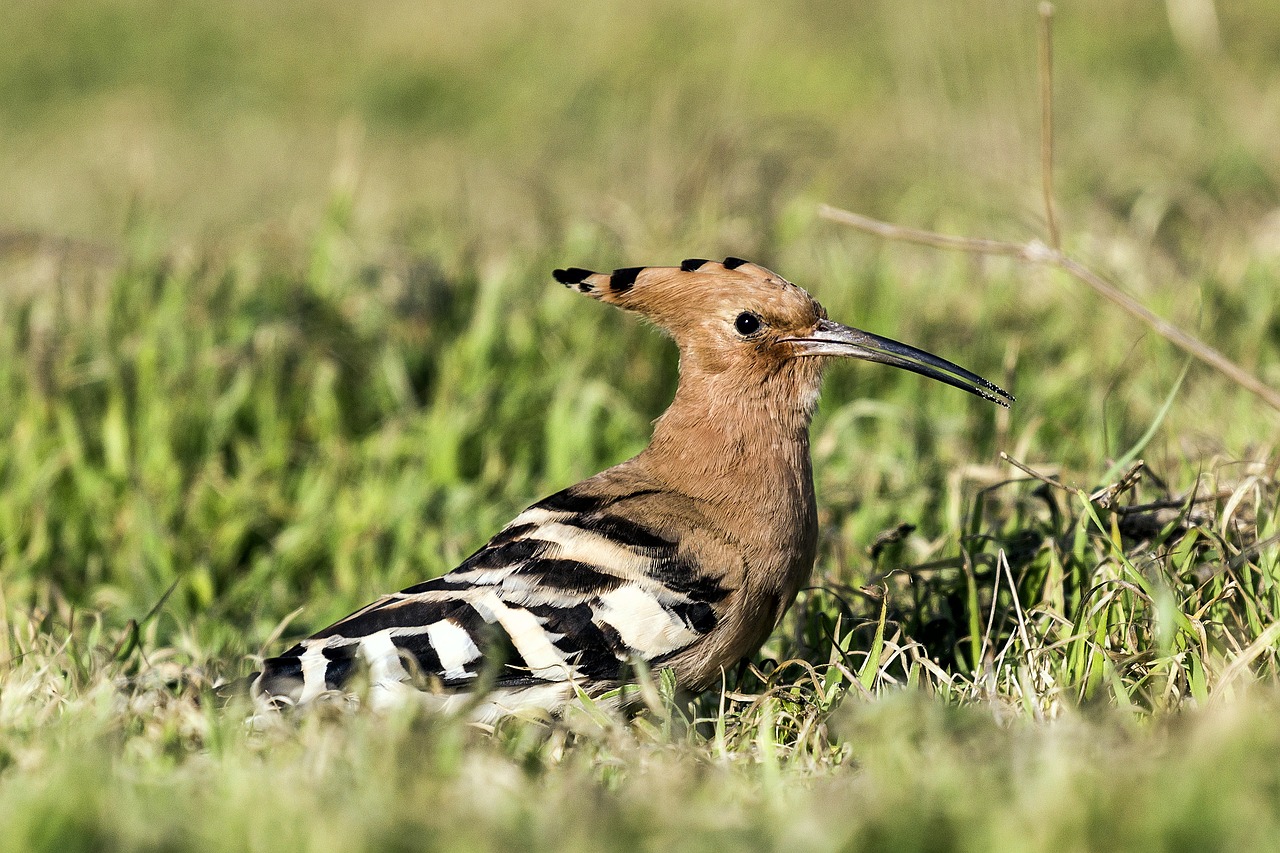 birds outdoor landscape free photo