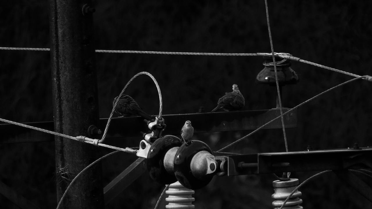 birds pigeons black and white free photo