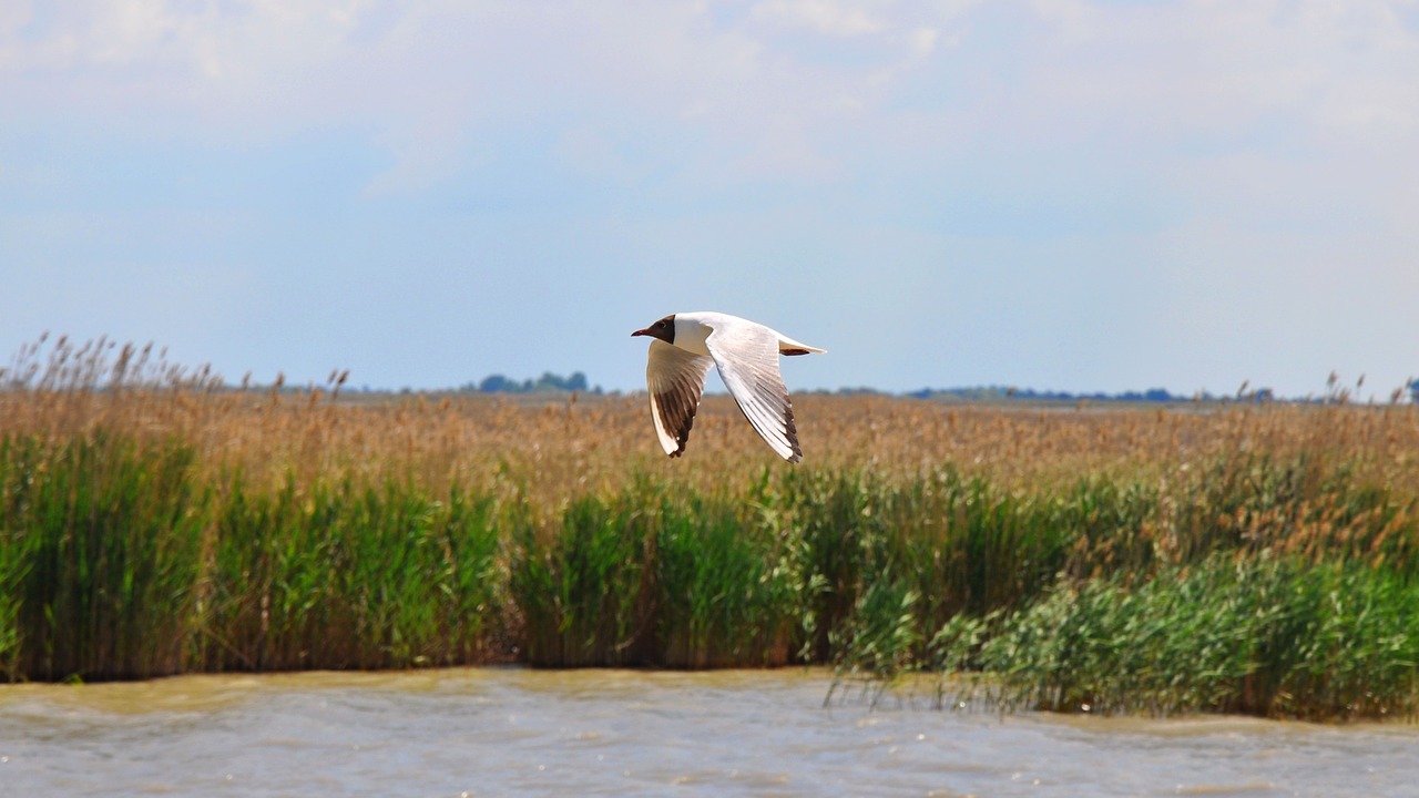 birds seagull nature free photo