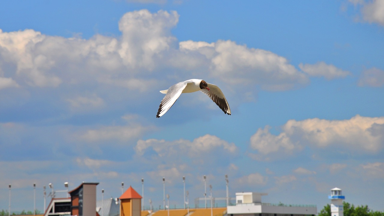 birds seagull nature free photo