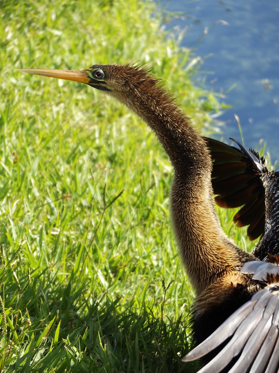 birds of the lake free photo