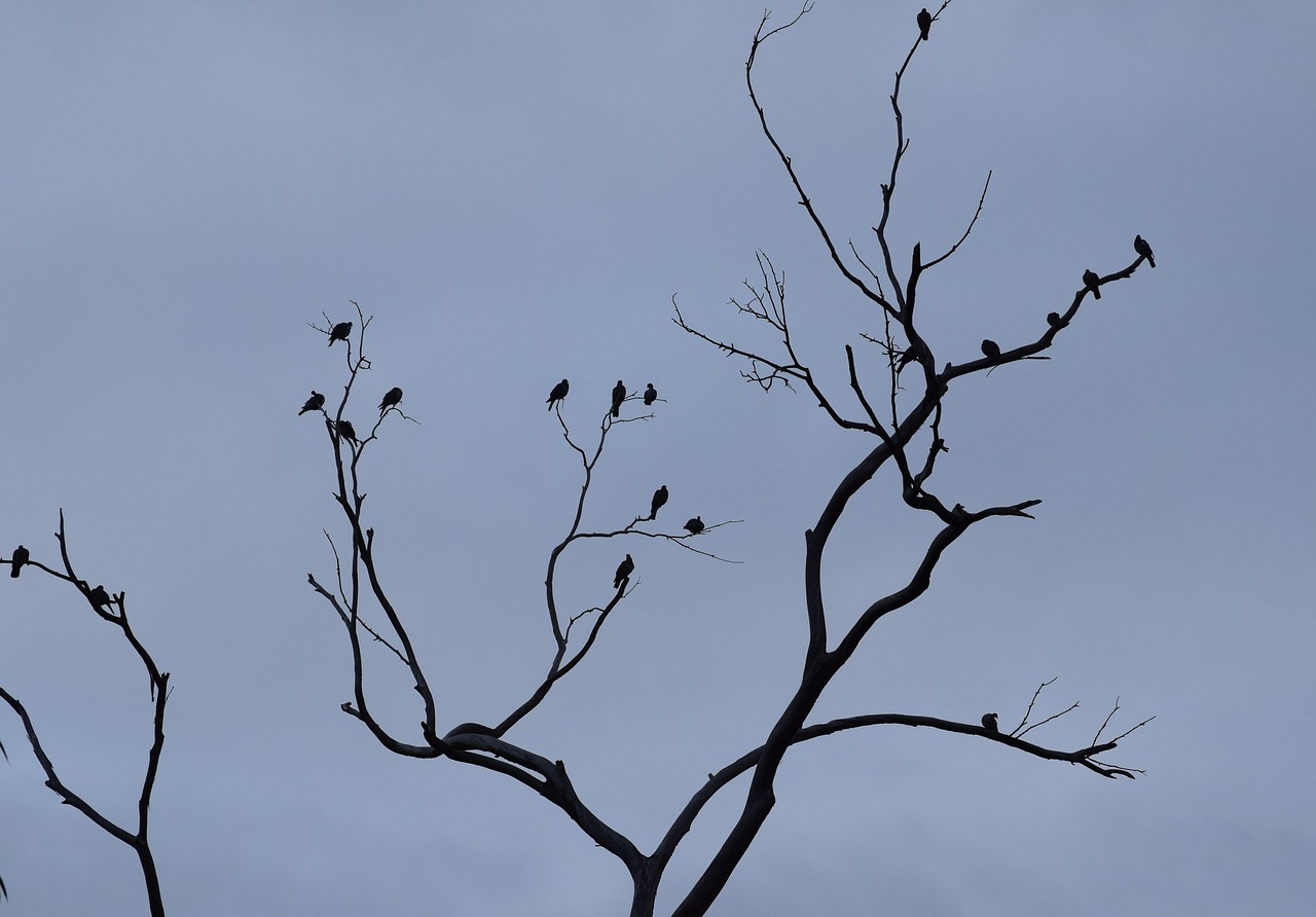 birds shadows observed free photo