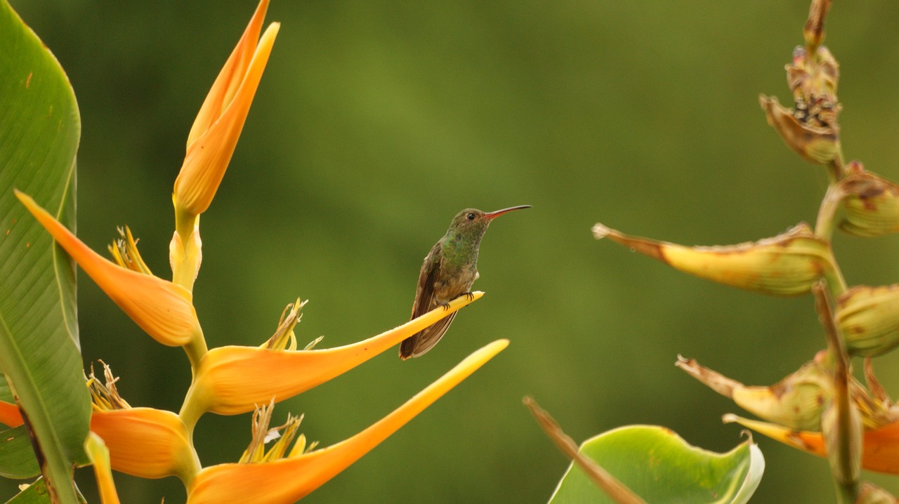 birds nature armenia free photo