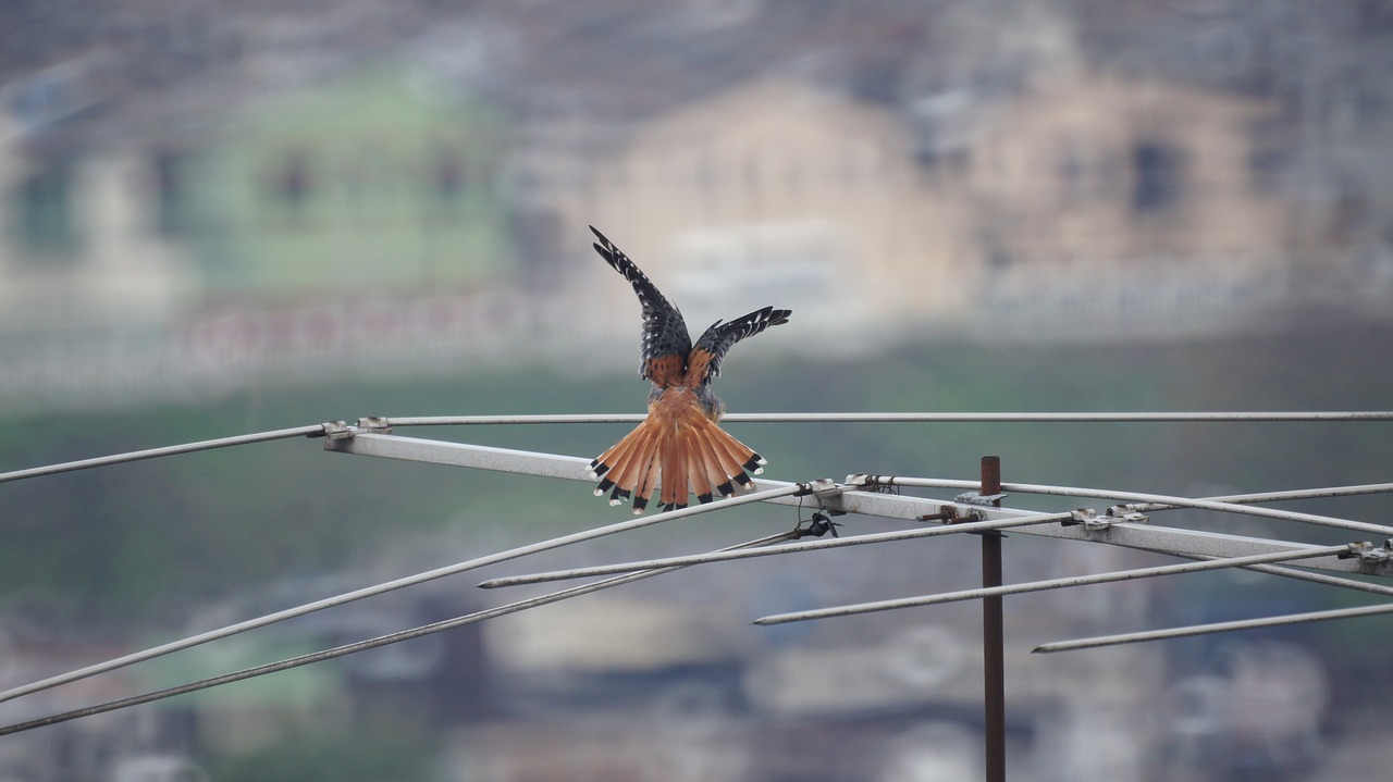 birds nature armenia free photo