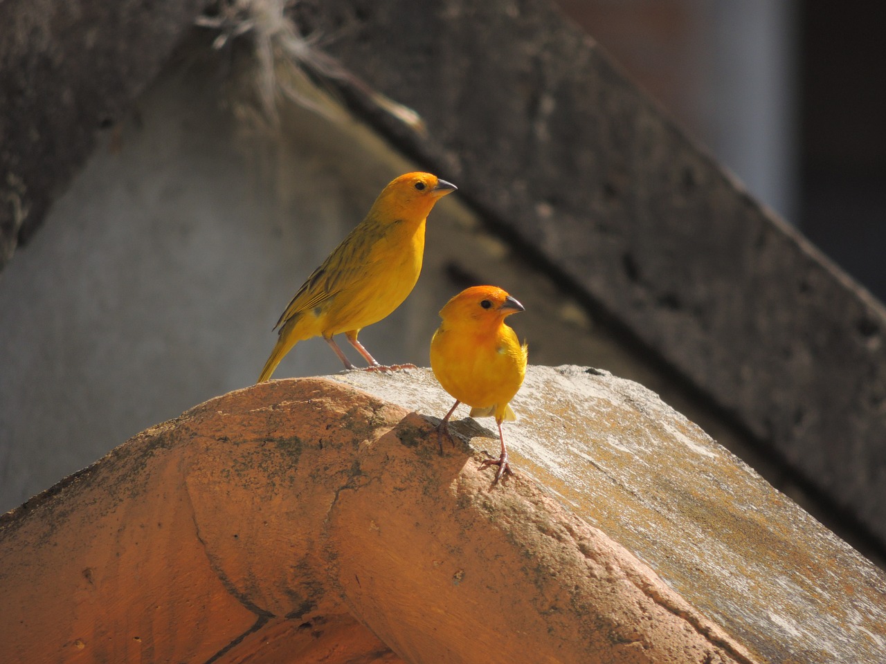 birds nature armenia free photo