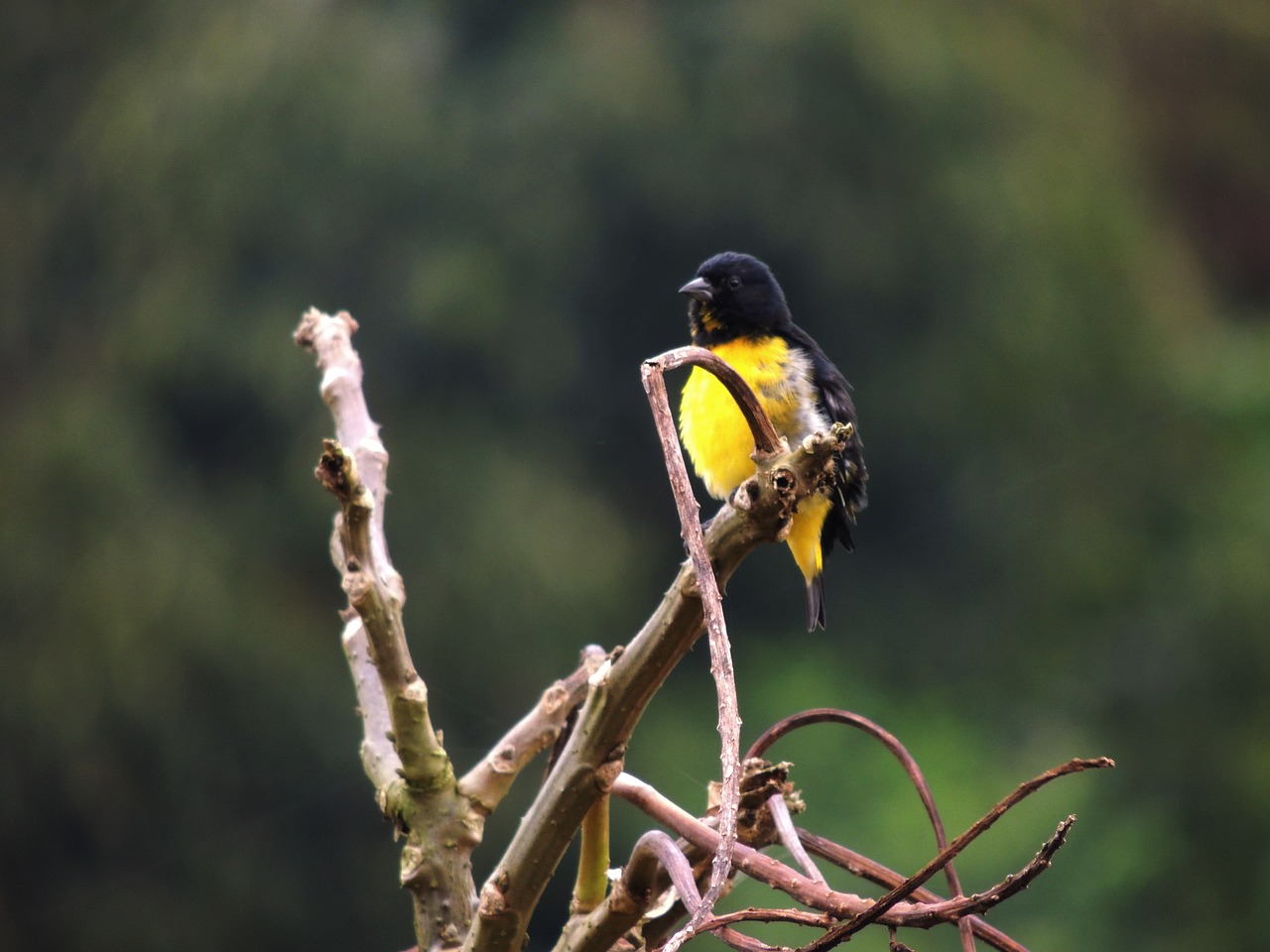 birds nature armenia free photo