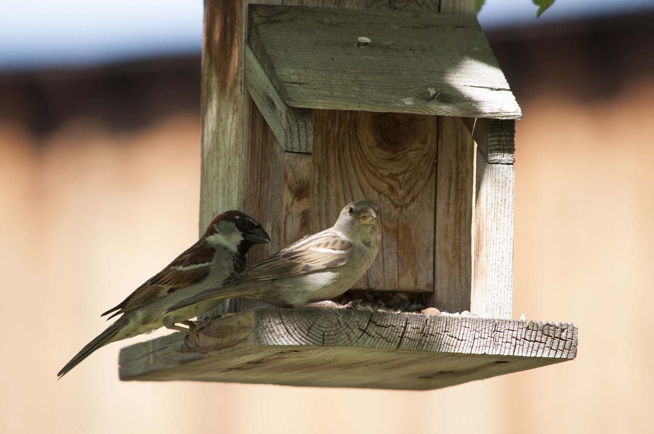 birds feeder animal free photo