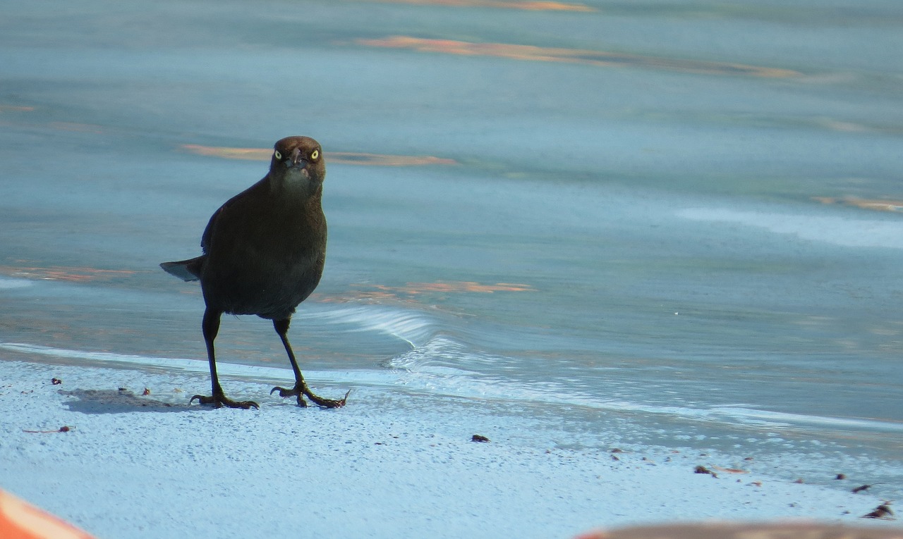 birds finlandia quindio free photo