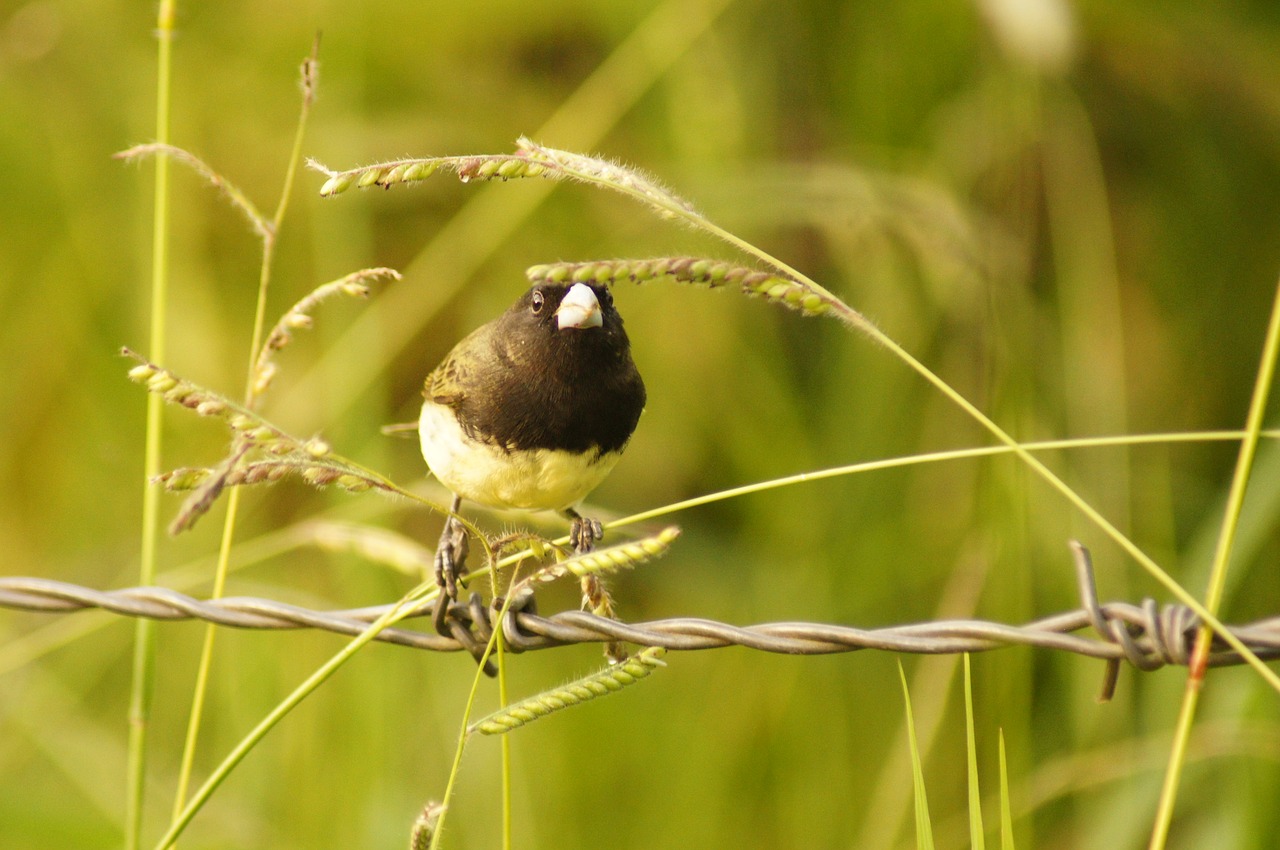 birds armenia quindio free photo