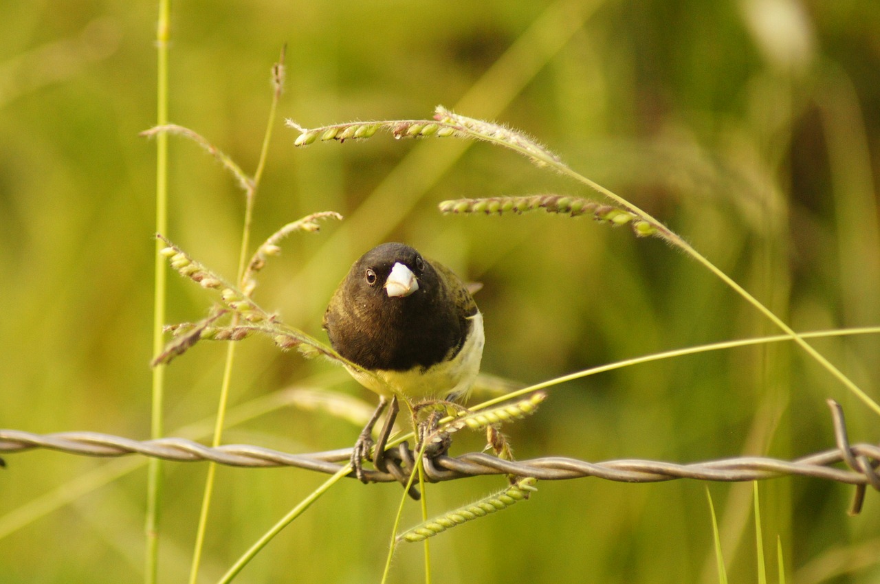 birds armenia quindio free photo