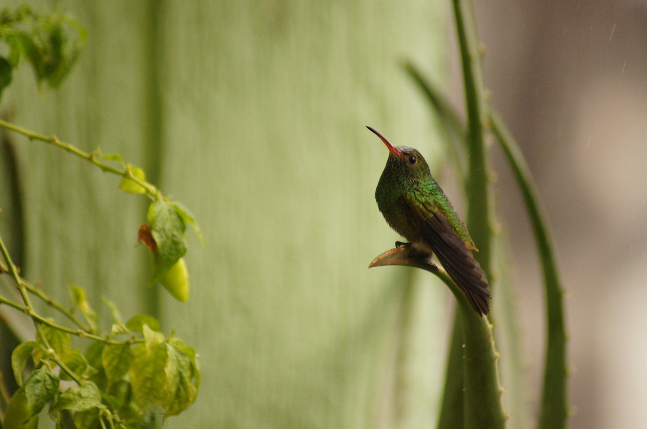 birds fauna nature free photo