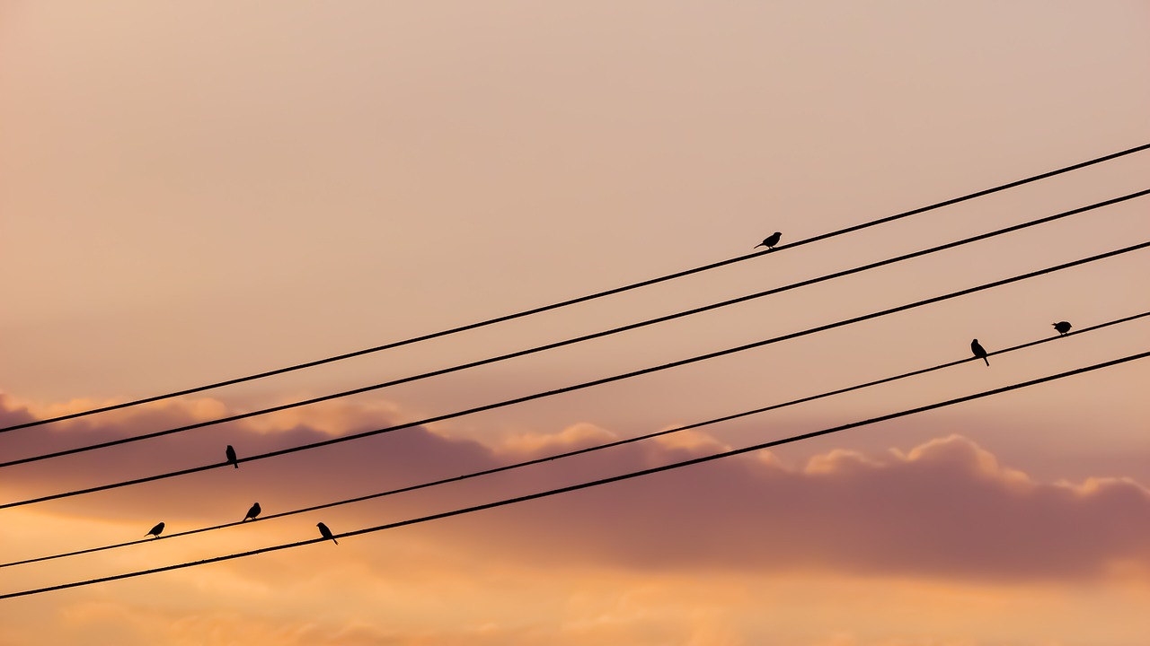 birds wire sunset free photo