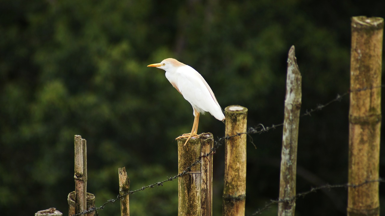 birds nature guatica free photo