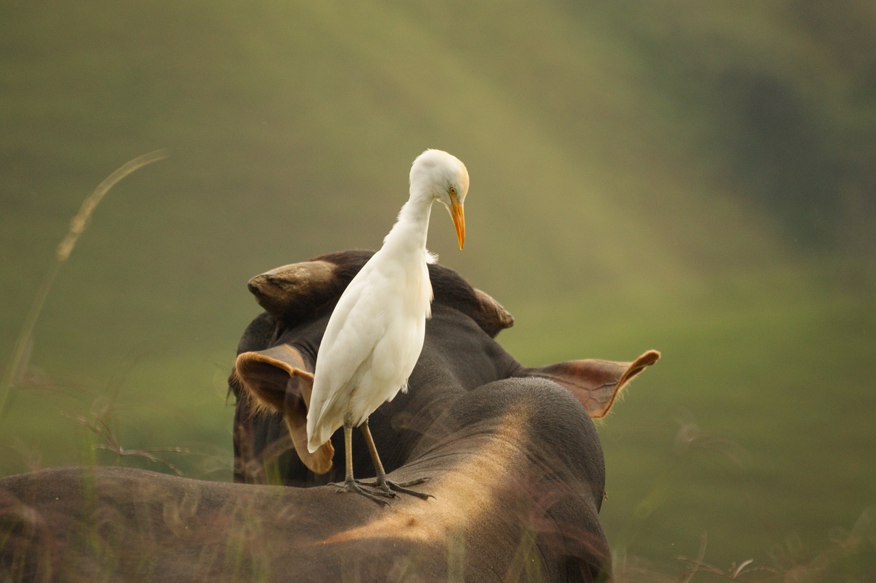 birds nature quindio free photo