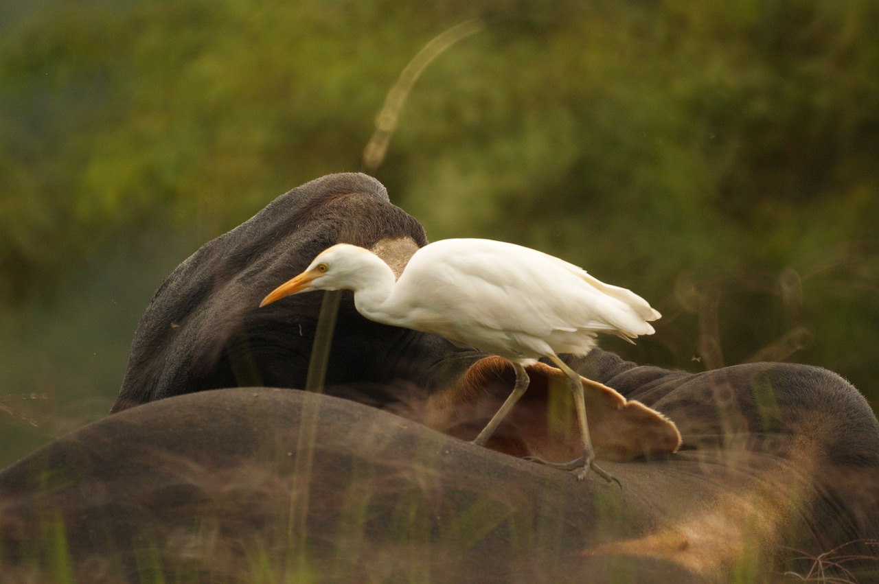 birds nature quindio free photo