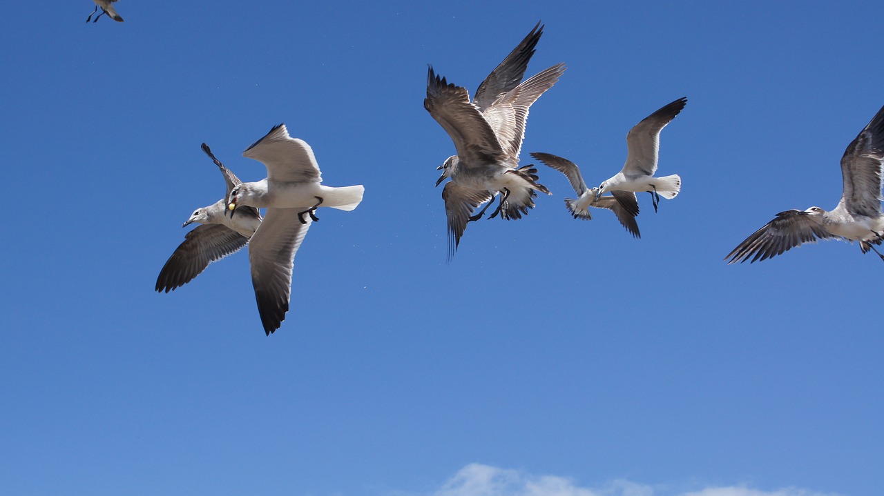 birds the sea free photo