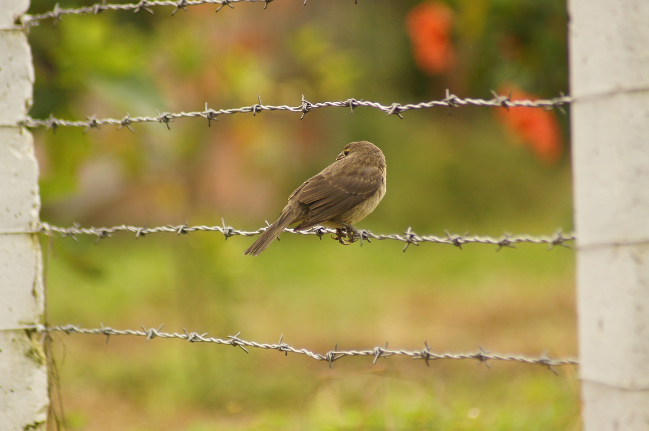 birds of the field free photo