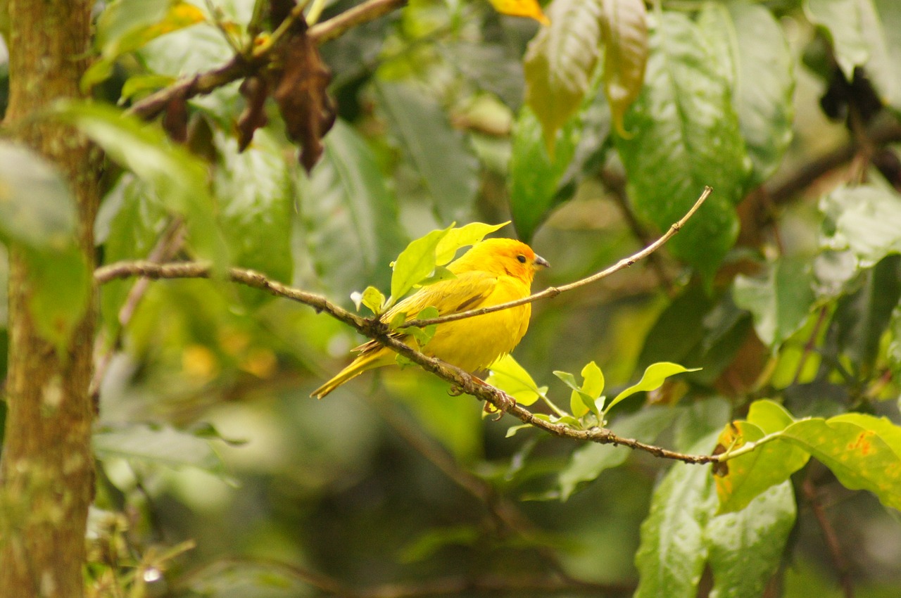 birds quimbaya quindio free photo