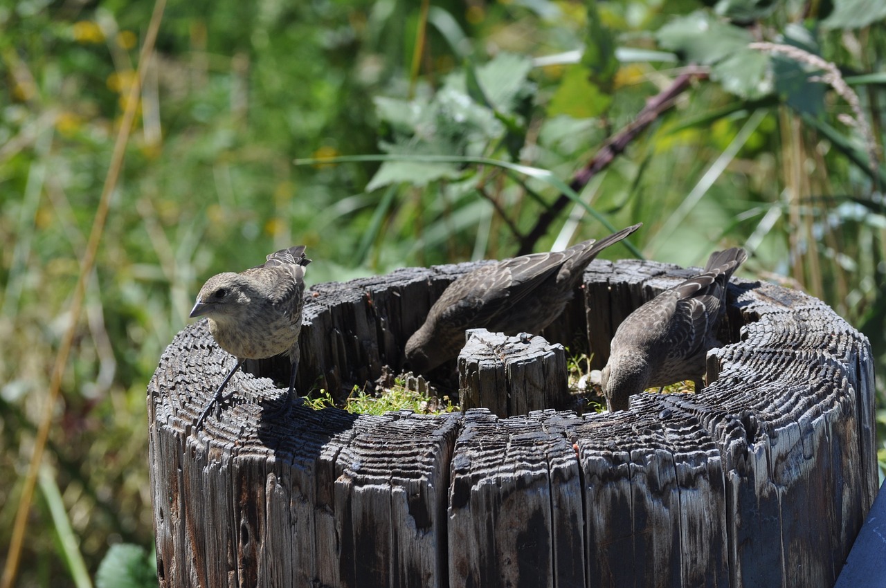 birds nature log free photo