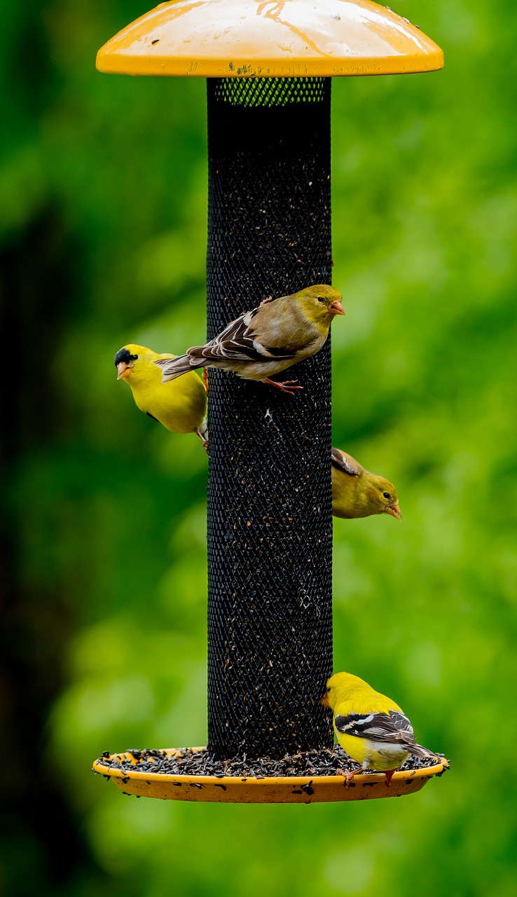 birds feeder wild free photo