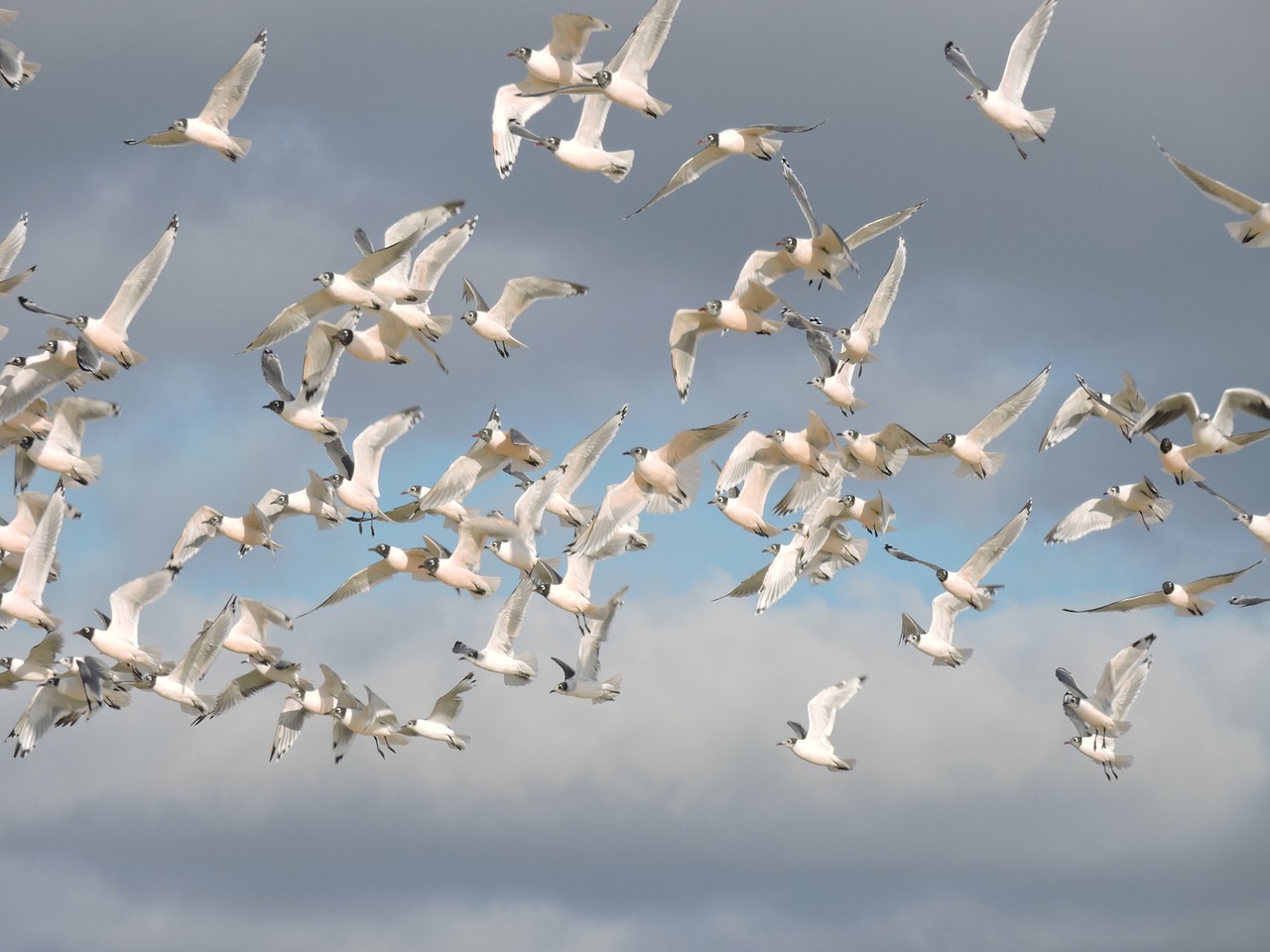 birds sky ocean free photo