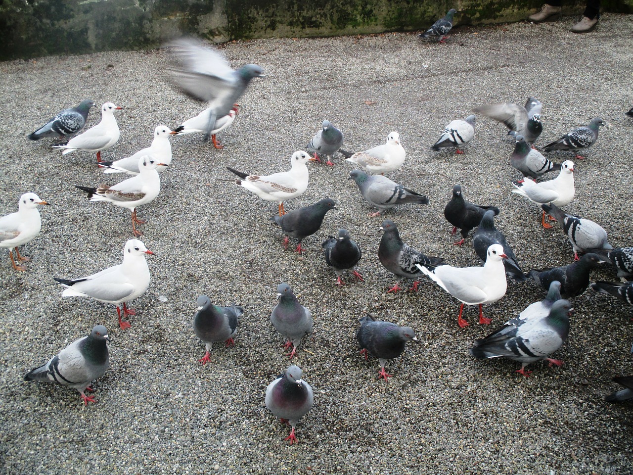 birds gulls pigeons free photo