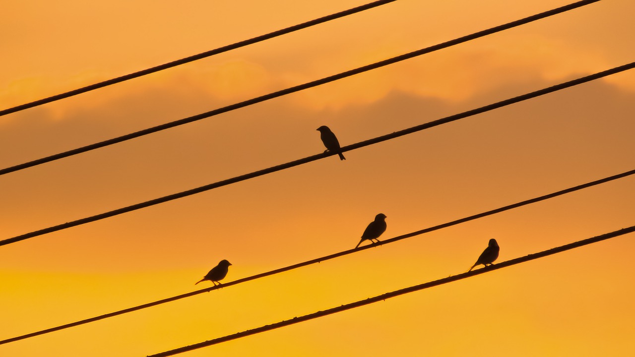 birds wire sunset free photo