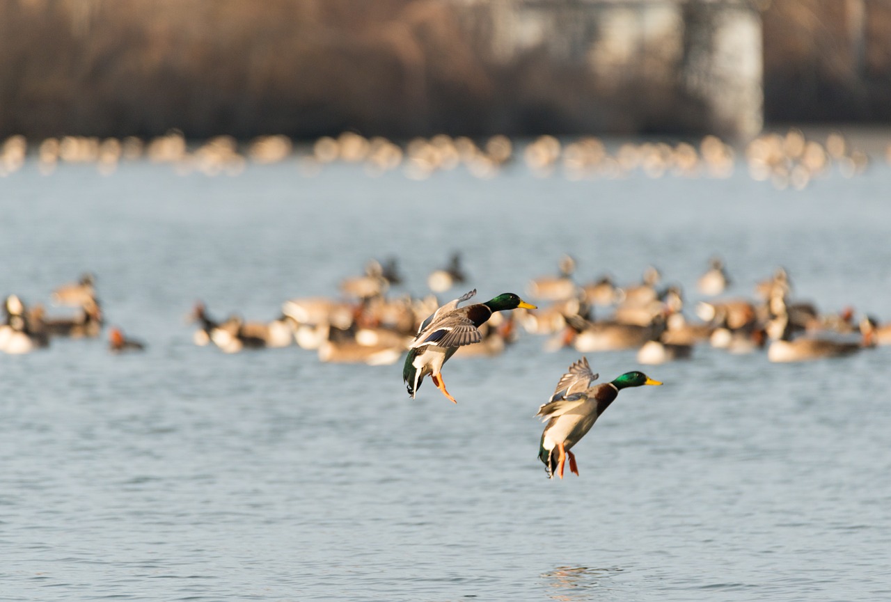 birds water nature free photo