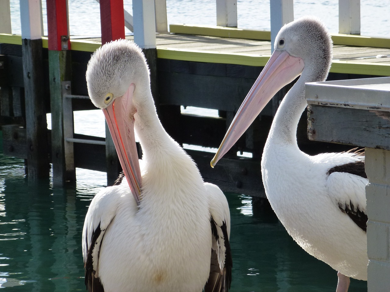 birds pelicans pier free photo