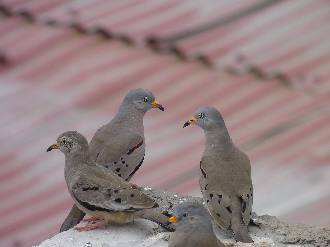 birds pigeons plomas free photo