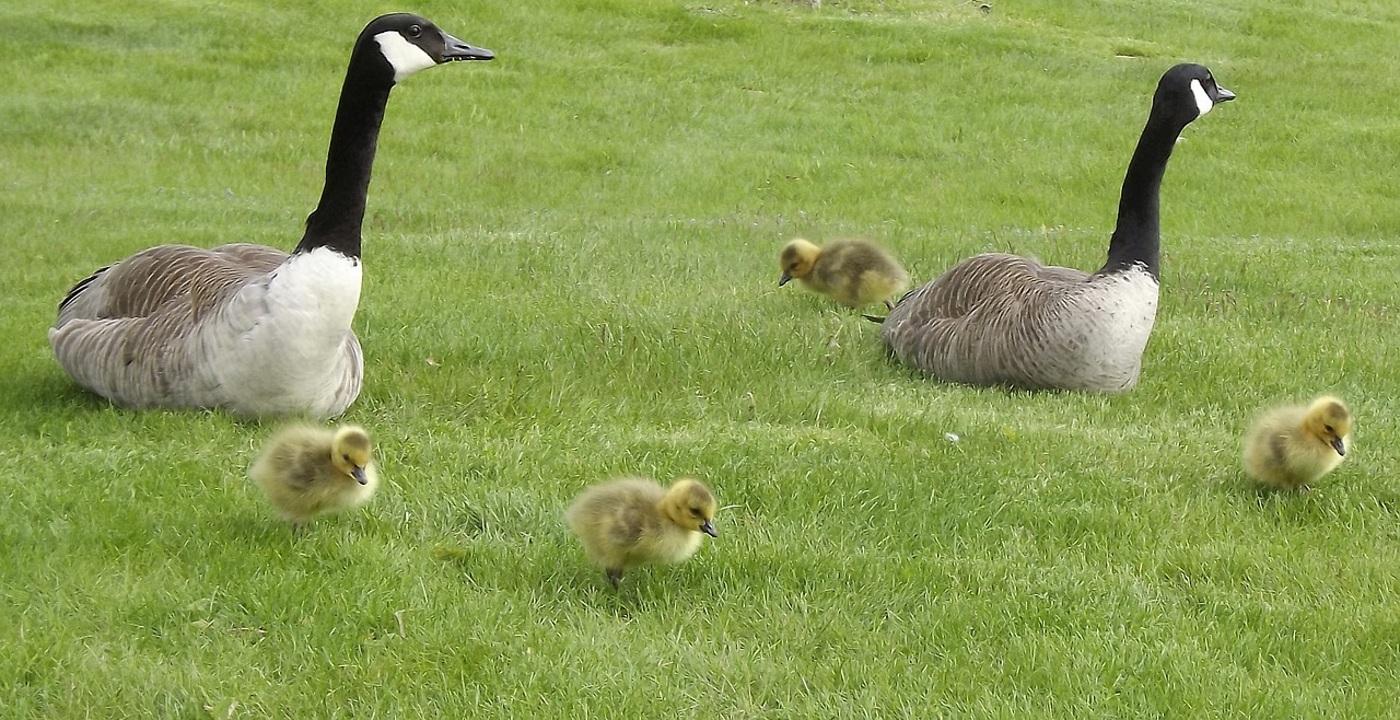 birds kacza family chicks free photo