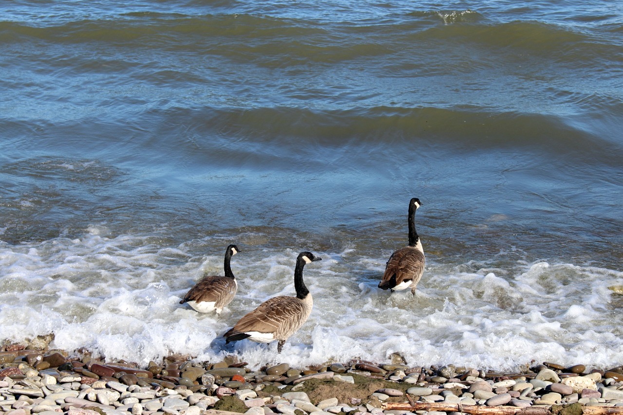 birds bernikla canadian wild birds free photo