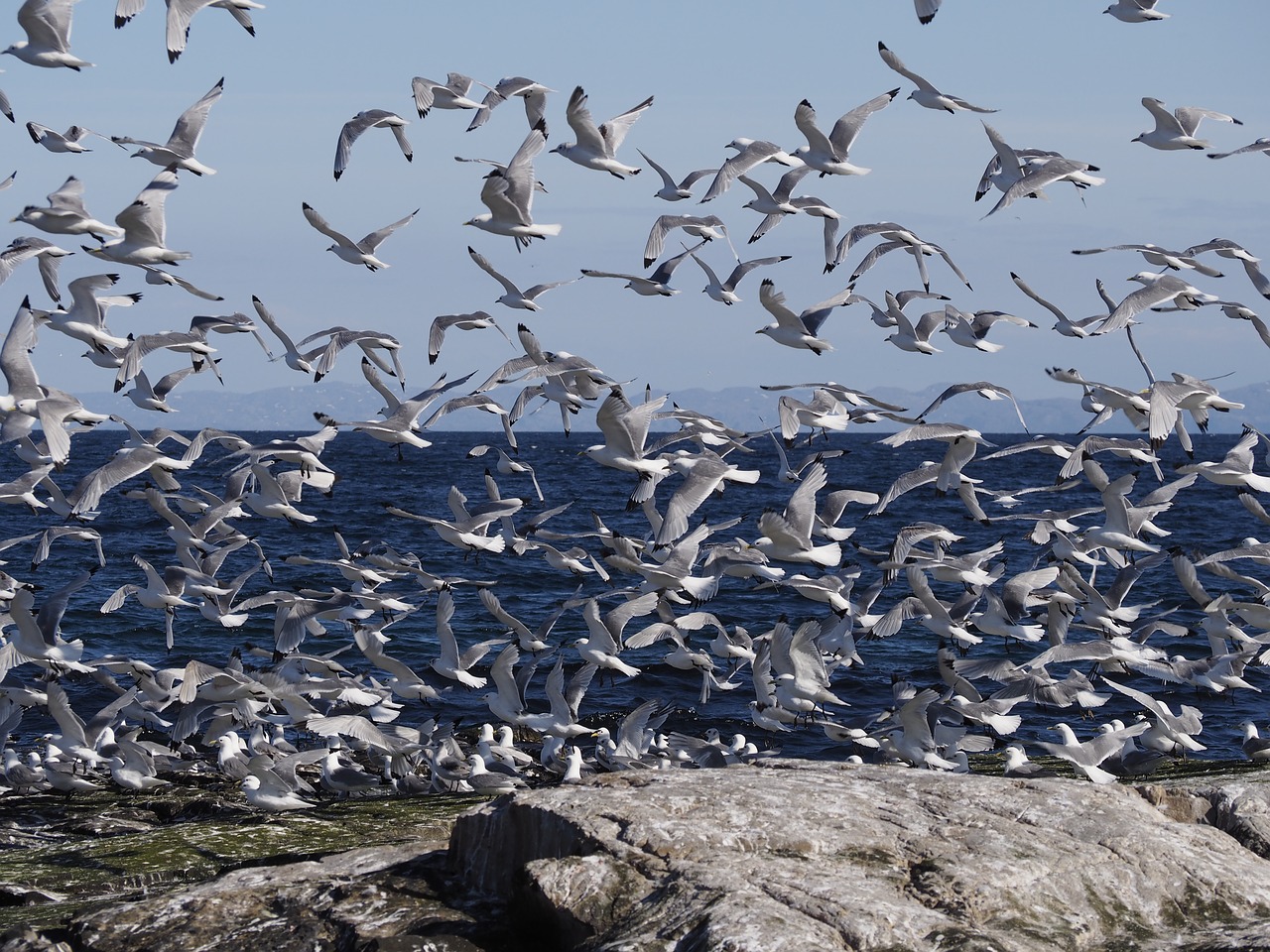 birds sea seagull free photo