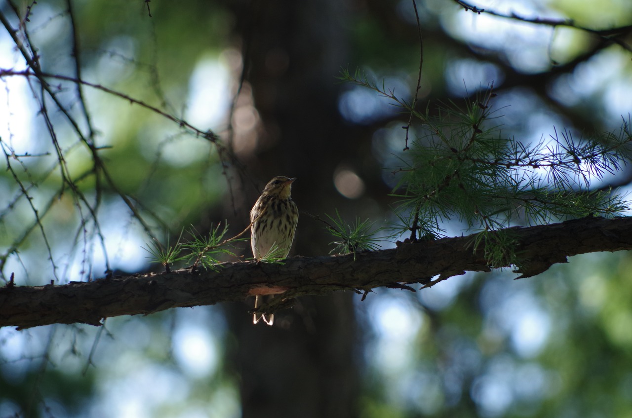 birds bird aershan free photo