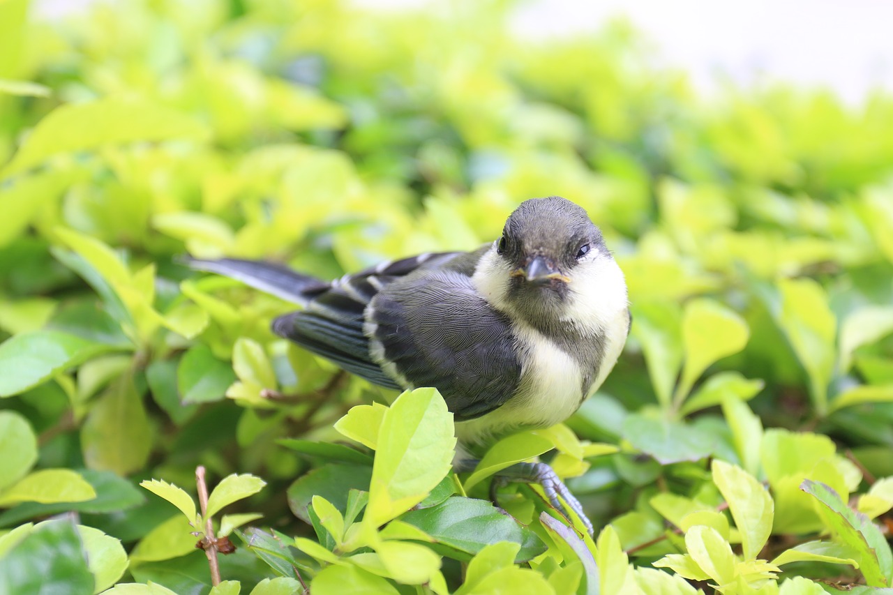 birds bird sparrow free photo