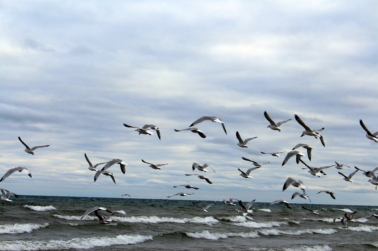 birds the seagulls sea ​​birds free photo