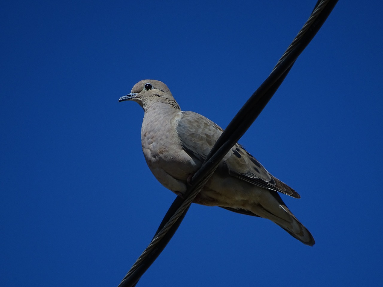 birds blue sky doves free photo
