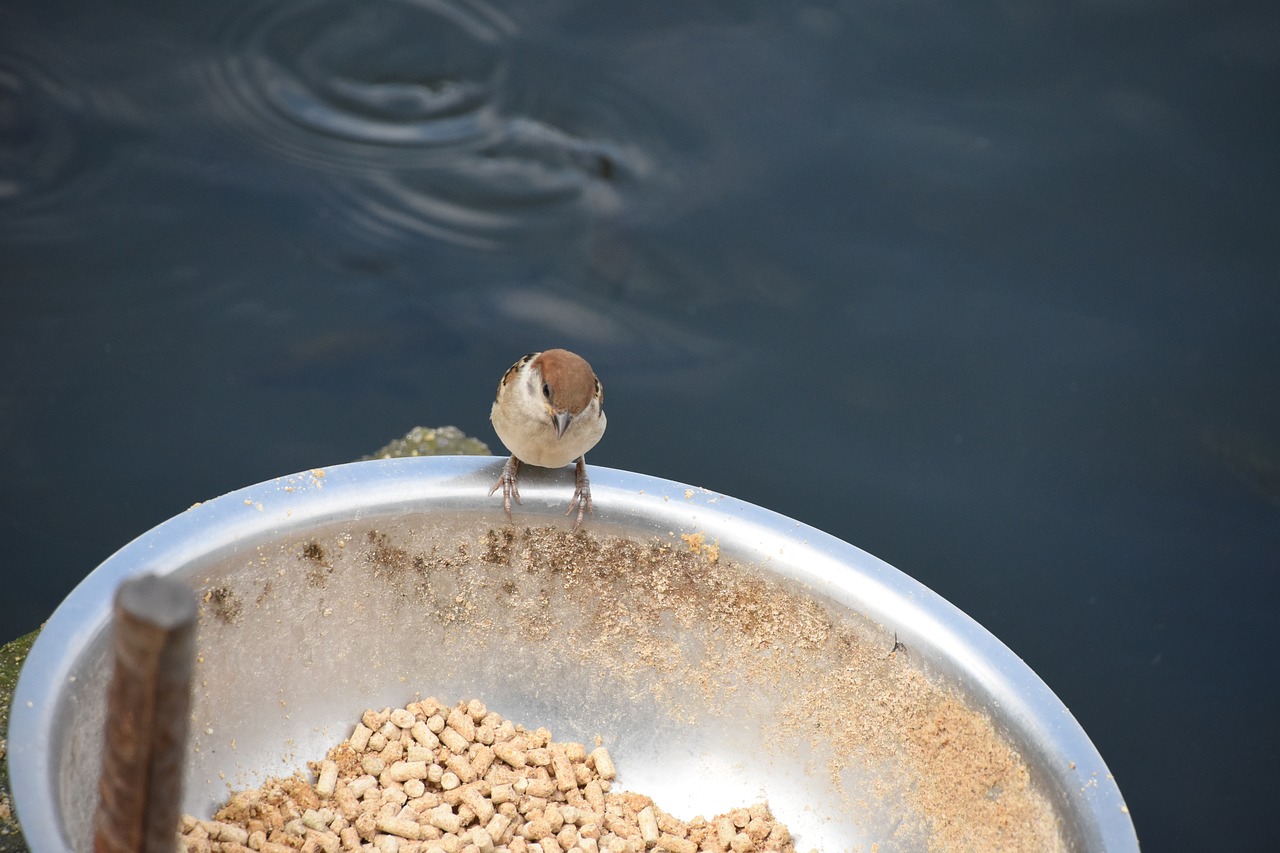 birds food overlook free photo