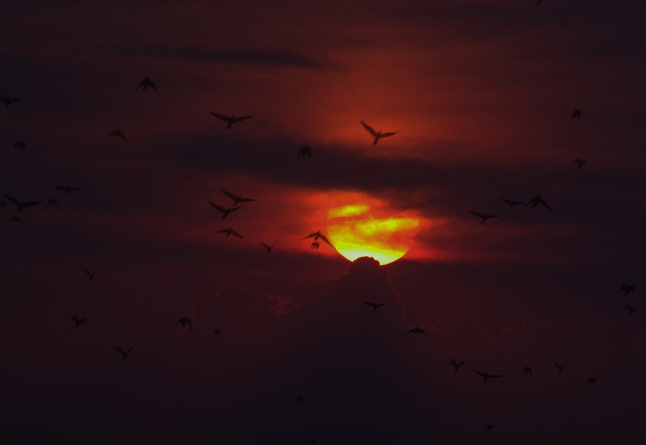 birds sunset sun free photo