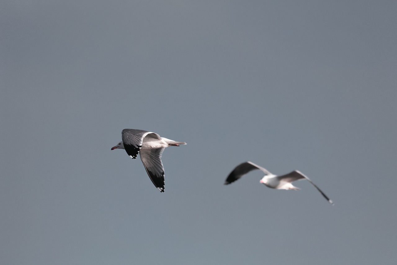 birds seagull animal free photo