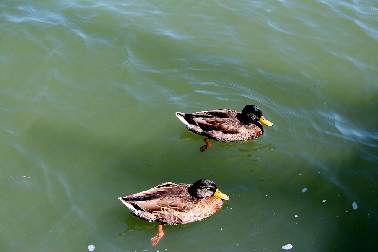 birds ducks water birds free photo